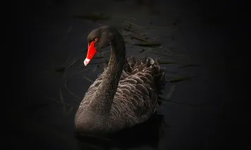 Crypto Apocalypse: When Digital Gold Turned to Dust